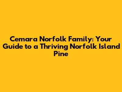 Cemara Norfolk Family: Your Guide to a Thriving Norfolk Island Pine