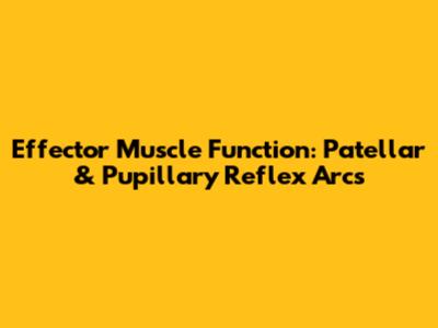 Effector Muscle Function: Patellar & Pupillary Reflex Arcs