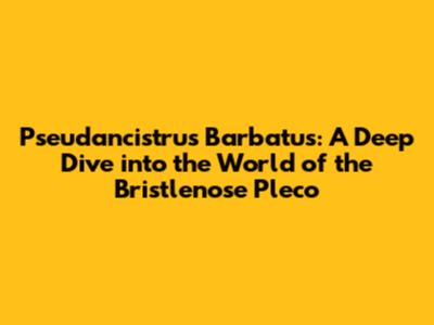 Pseudancistrus Barbatus: A Deep Dive into the World of the Bristlenose Pleco