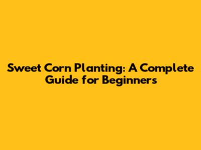 Sweet Corn Planting: A Complete Guide for Beginners