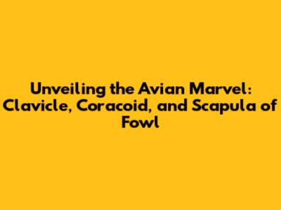 Unveiling the Avian Marvel: Clavicle, Coracoid, and Scapula of Fowl