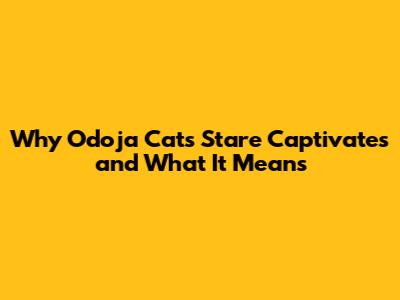 Why Odoja Cat's Stare Captivates and What It Means